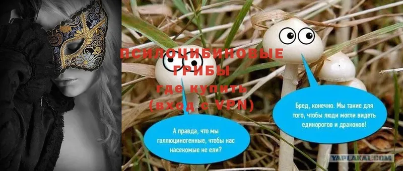 Галлюциногенные грибы Psilocybe  Ноябрьск 